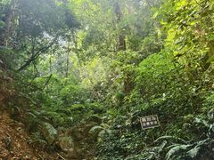 -莫里热带雨林景区