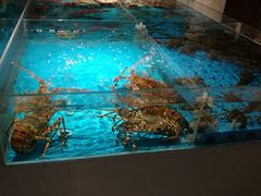 龙虾-金成潮菜博物馆(海珠湿地店)