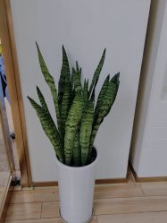 -JUVA欧华医美连锁
