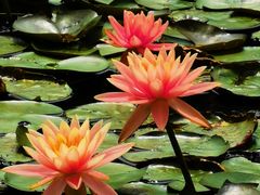 -番禺大夫山森林公园