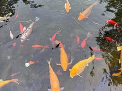 -九尺赵老四鲜鹅肠火锅