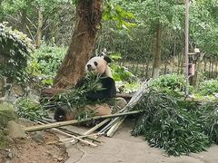 -都江堰中华大熊猫苑