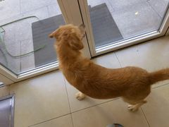 -宠福鑫康馨动物医院·骨科·眼科