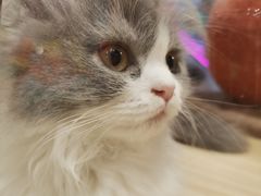 -屋虎猫馆(宝安大仟里店)