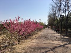 -大兴滨河森林公园