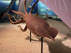 -贝林大翅鲸简餐厅(国家海洋博物馆店)