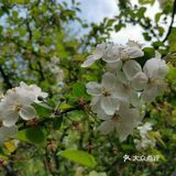 古树紫藤花开季