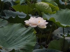 -郑州植物园