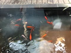 -旅马餐厅(茅家埠店)