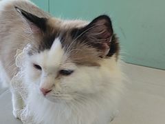 -怪兽屋·羊驼·猫咖·狗咖(俊华广场店)