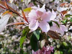 -长白岛森林公园