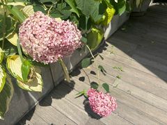 -北马山庄植趣咖啡