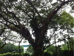 iphone_upload_pic-新加坡总统府