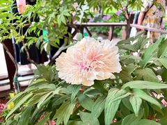 -洛阳市隋唐城遗址植物园