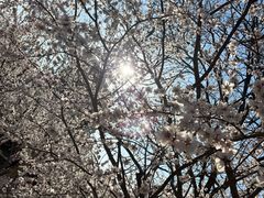 -桃花堤公园