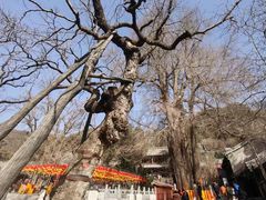 -潭柘寺景区