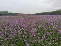 -北京东方普罗旺斯薰衣草庄园