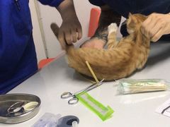 -伟伟宠物医院·CT影像中心·瑞派犬猫综合性门诊(汉口总院)