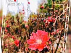 -桃花涧