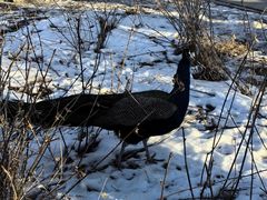 -北京麋鹿生态实验中心