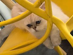 -喵屿·大理花园猫咖