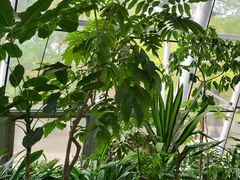 -北京植物园-展览温室