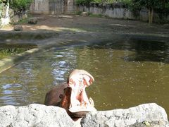 -清迈夜间动物园