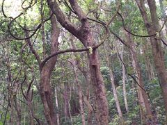 -广州市石门国家森林公园