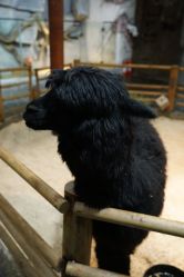 -Zoolung Zoolung动物主题公园(海信广场店)