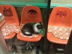 -猫咪博物馆(顶澳仔猫街店)