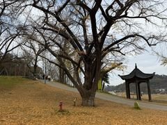 -千年银杏谷文化旅游区