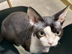 -飞行喵MR PILOT|猫舍·猫咖(静安大融城店)