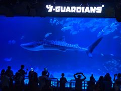 -烟台海昌鲸鲨海洋公园