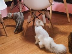 -李小姐の猫咖啡馆(五角场店)