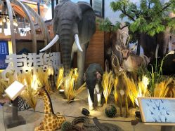 -卡通尼·Safari非洲探索乐园·生日会(金桥国际商业广场店)