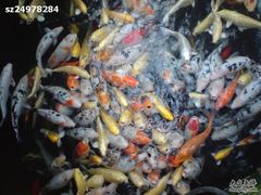 观赏鱼-绿色时代大酒店