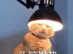 -藏猫猫咖啡主题馆(中央大道店)