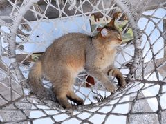 -喵屿·大理花园猫咖