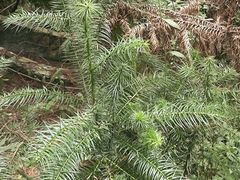 -铁山坪森林公园