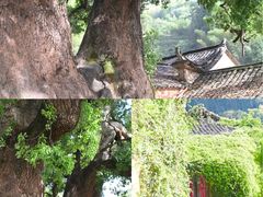 -杨家堂村