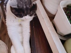 -海边的猫和咖啡馆