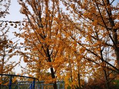 -永定河休闲森林公园