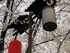 -武汉大学-樱园