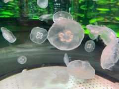 -海合安成都极地海洋公园
