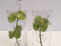 国际花卉艺术展-广州市第二少年宫