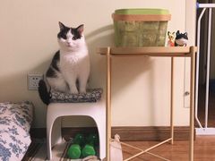 -瑞派长江宠物医院·猫科·外科·24小时夜护(谊城公寓分院)