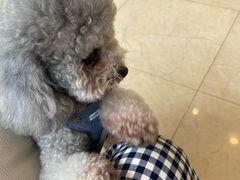 -瑞派申生动物医院·24H夜诊·国际动物医疗中心·骨外科(吴中路店)