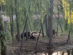 -伊犁河风景区