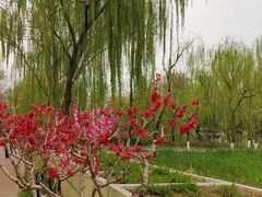 -大兴滨河森林公园