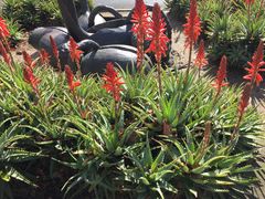 -墨尔本皇家植物园